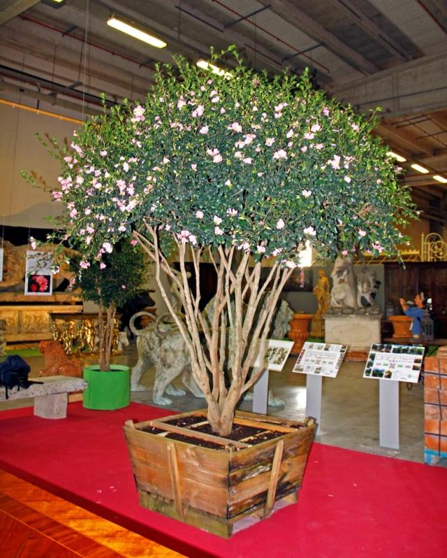 Archi e parchi un grande esemplare di Camelia Archi e parchi un grande esemplare di Camelia