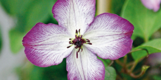Clematis viticella ‘Super Nova’ – clematide
