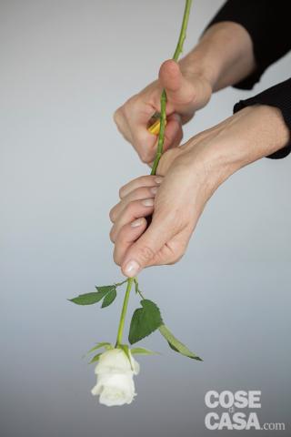 1. Pulire tutti i fiori, eliminare le foglie e le spine dalle rose: per questa operazione si può usare il coltellino oppure l’apposito spinarose. Non eliminare mai i petali più esterni della rosa perché il fiore si aprirebbe quasi immediatamente. Tagliare tutti gli steli secondari della Rosa ‘Candy Flow’ che portano fiori per ottenere i 6 fiori necessari, e quelli dell’Asclepias ‘Cinderella’ per ricavare 6 steli con due infiorescenze ognuno,eventualmente eliminando le infiorescenze in eccesso che priverebbero la composizione di equilibrio cromatico. Con il coltellino, tenendo un’inclinazione a 45 gradi, accorciare tutti gli steli a 20 cm.