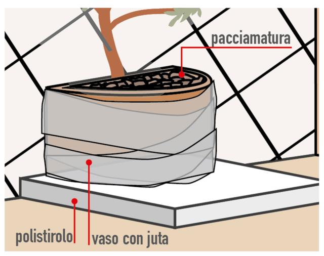 pacciamatura piante rampicanti pacciamatura piante rampicanti
