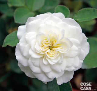 rosa-meidiland rosa-meidiland