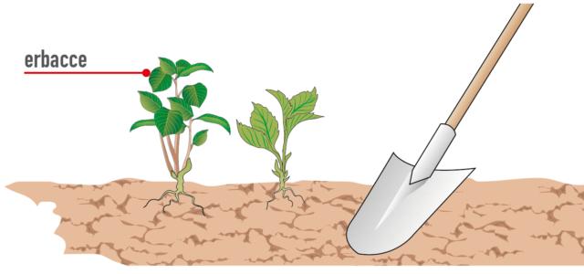 estirpare erbe infestanti dal terreno con pala estirpare erbe infestanti dal terreno con pala