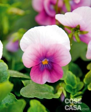 Viola cornuta ‘Orchid Rose Beacon’ viola e bianca Viola cornuta ‘Orchid Rose Beacon’ viola e bianca