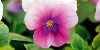 Viola cornuta ‘Orchid Rose Beacon’