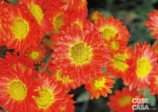 Crisantemo ibrido varietà "Pizzicato". Crisantemo ibrido varietà "Pizzicato".