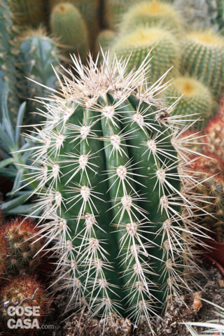 Pachycereus