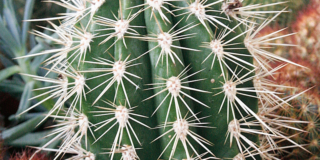 Pachycereus pringlei – cactus elefante