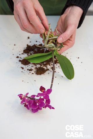Il giardino racchiuso: preparare l'orchidea Il giardino racchiuso: preparare l'orchidea