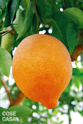 citrus-karma-0 citrus-karma-0