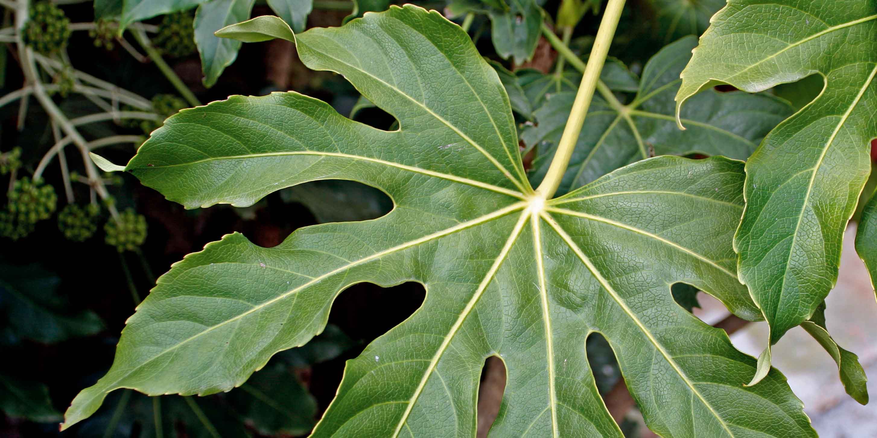 Fatsia Japonica Cure Manutenzione Riproduzione Cose Di Casa