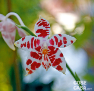 Phalenopsis-amboniensis Phalenopsis-amboniensis