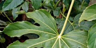 Fatsia o aralia