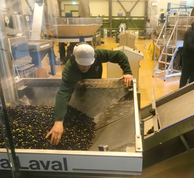 spremitura olive nel frantoio della azienda olearia Fratelli Carli spremitura olive nel frantoio della azienda olearia Fratelli Carli