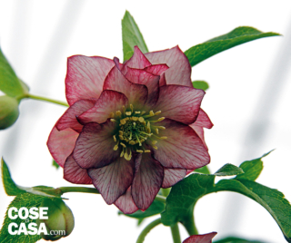 helleborus helleborus