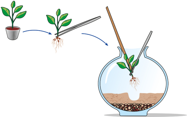 terrarium - come inserire le piante all'interno terrarium - come inserire le piante all'interno