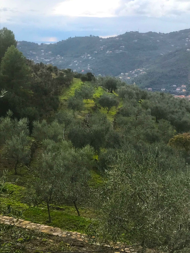 uliveto della azienda agricola Fratelli Carli sulle colline in provincia di imperia uliveto della azienda agricola Fratelli Carli sulle colline in provincia di imperia