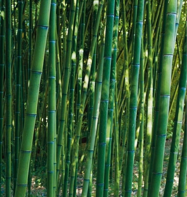 Phyllostachys viridiglaucescens Phyllostachys viridiglaucescens