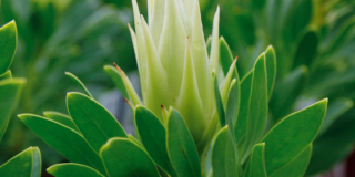 Protea cynaroides ‘White Crown’