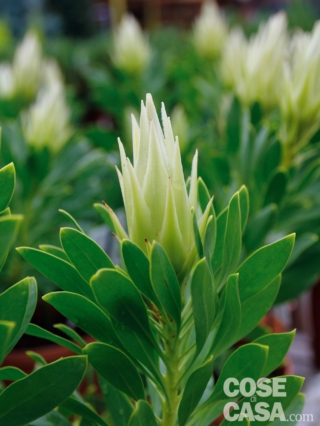 Protea cynaroides White Crown