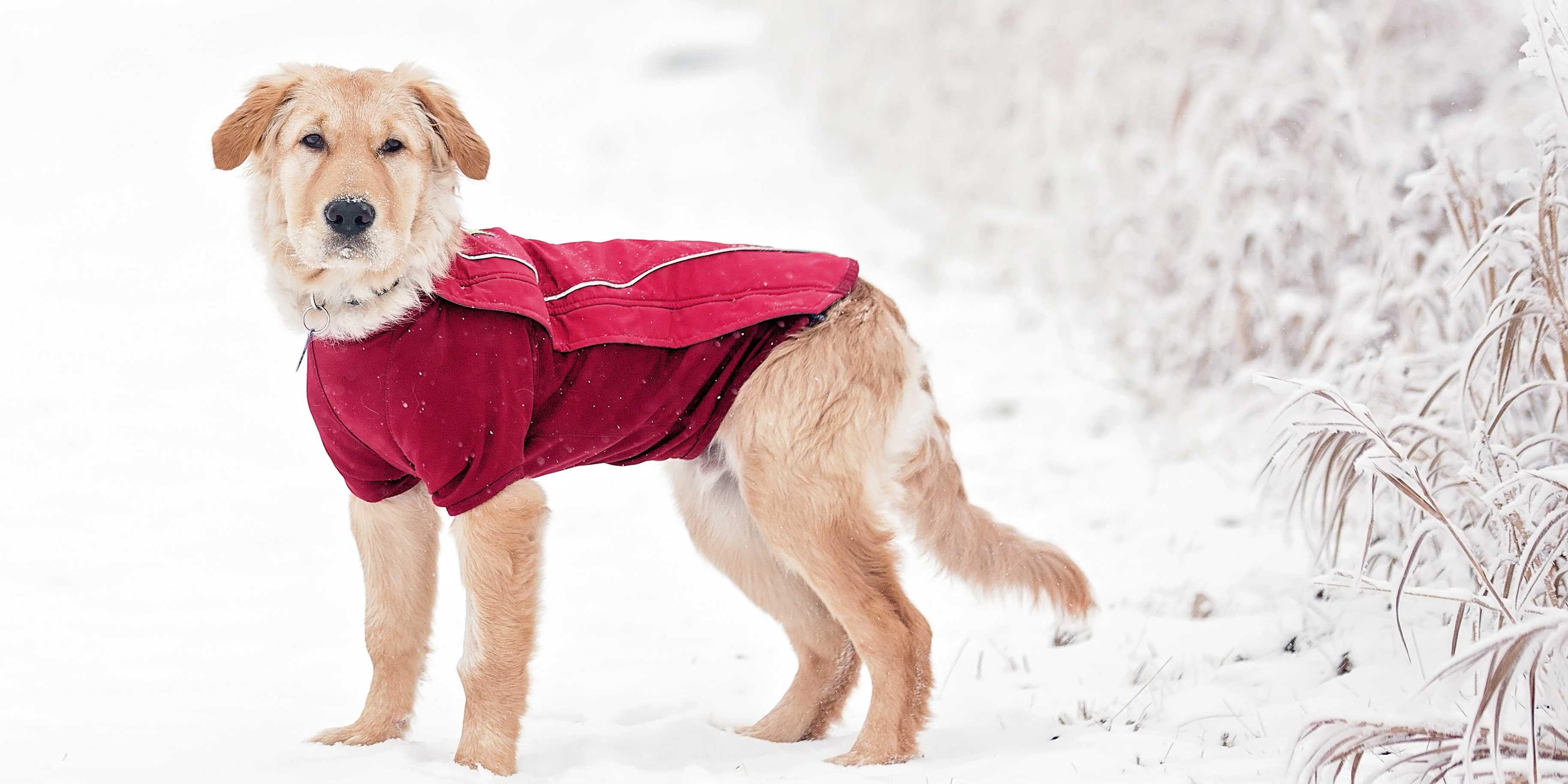 Cappotto per il cane: sì o no? proteggere il cane dal freddo, alimentazione  del cane al freddo - Cose di Casa