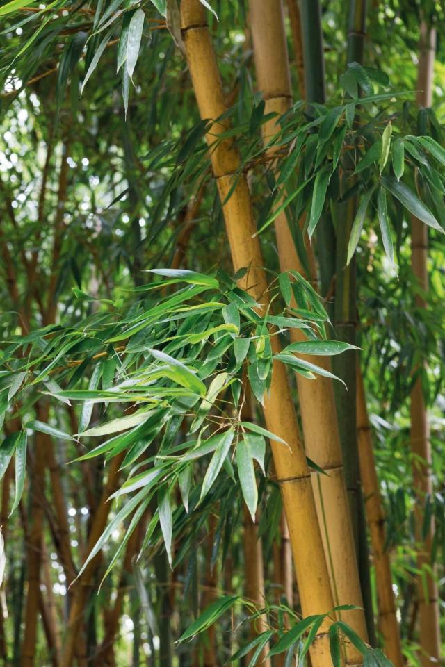 Phyllostachys bambusoides ‘Castillionis’ Phyllostachys bambusoides ‘Castillionis’