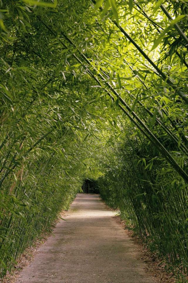 Phyllostachys bissetii Phyllostachys bissetii