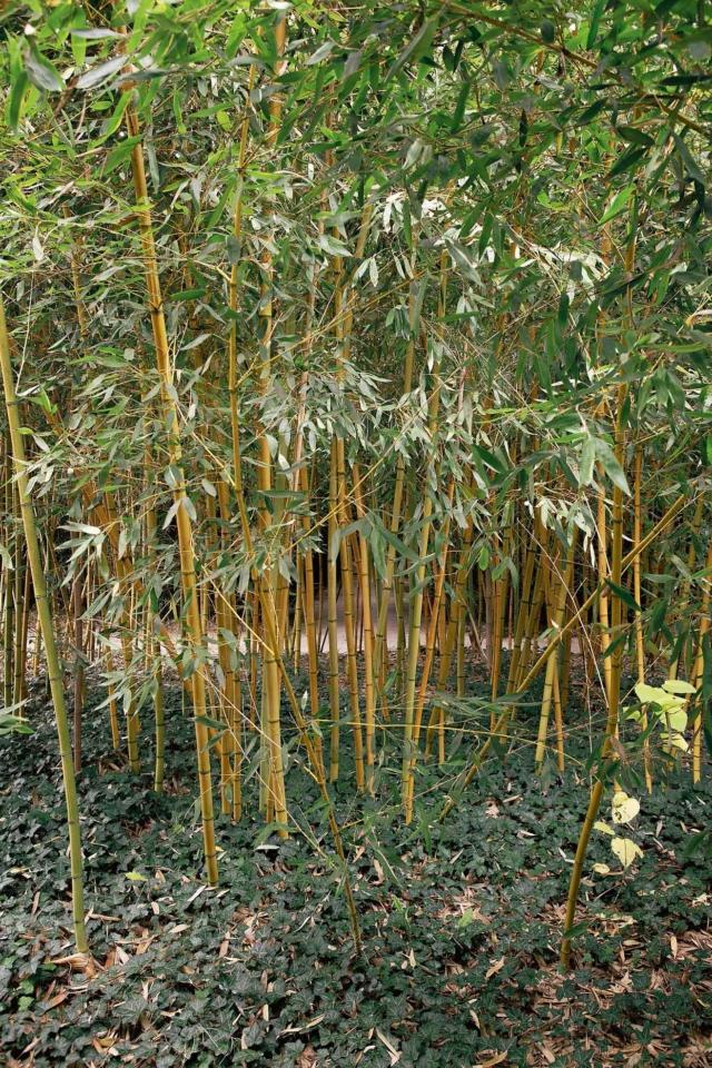 Phyllostachys viridis ‘Sulphurea’ Phyllostachys viridis ‘Sulphurea’