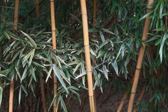 Phyllostachys vivax ‘Aureocaulis’ Phyllostachys vivax ‘Aureocaulis’