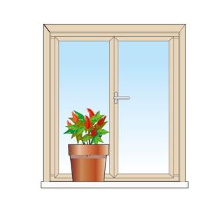 In questo periodo, la pianta appare un po’ patita: le foglie iniziano a ingiallire e a cadere, diradando la chioma; i peperoncini colorati (rossi o gialli) e quasi raggrinziti, hanno raggiunto il massimo della loro maturazione. È il momento di raccoglierli con una forbice con le lame ben affilate e pulite. Quelli che maturano sulla pianta singolarmente possono essere recisi lasciando una porzione breve del loro peduncolo attaccata. I peperoncini che maturano riuniti in mazzetti si recidono con una porzione più lunga di peduncolo: potranno essere riuniti in mazzi più grandi e lasciati essiccare appesi all’ingiù.