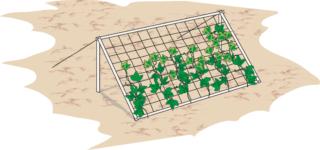 traliccio-per-cetrioli