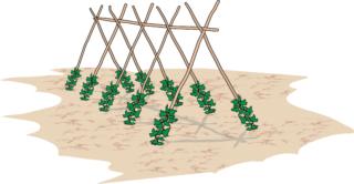 traliccio-per-pomodori