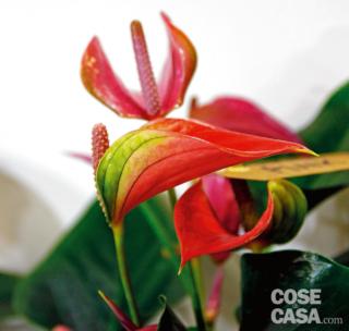 Anthurium varietà Pink Karma. Anthurium varietà Pink Karma.