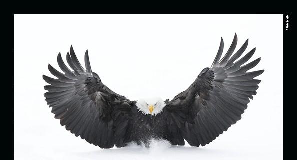 Wildlife Photographer of the Year Wildlife Photographer of the Year