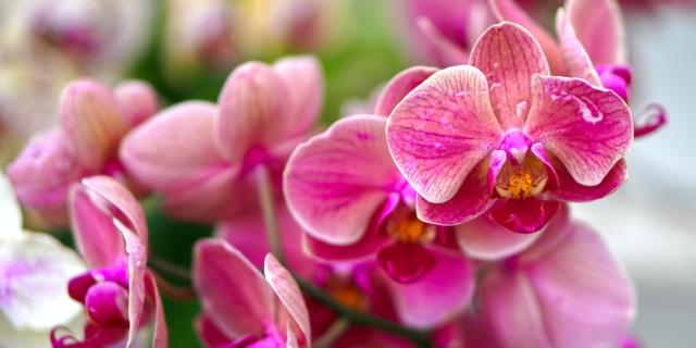 31° Mostra di Orchidee e Bonsai 31° Mostra di Orchidee e Bonsai