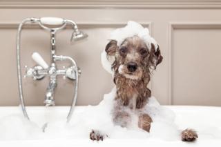 A cute little terrier breed dog taking a bubble bath with his paws up on the rim of the tub A cute little terrier breed dog taking a bubble bath with his paws up on the rim of the tub