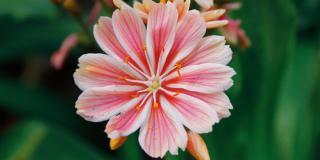 Lewisia cotyledon – Famiglia: Portulacaceae