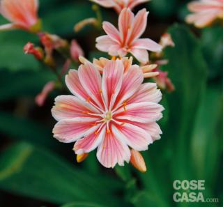 Esemplare di lewisia cotyledon. Esemplare di lewisia cotyledon.