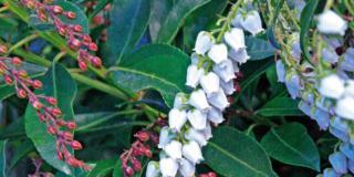 Pieris japonica ‘Valley rose’
