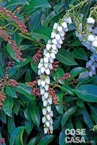 Pieris della bellissima varietà "Valley rose".