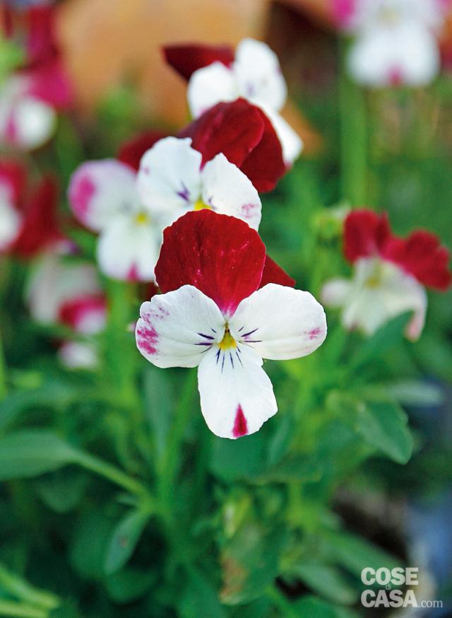 Viola ibrida 'Diadema' petalo rosso, serie Le Stelle Viola ibrida 'Diadema' petalo rosso, serie Le Stelle