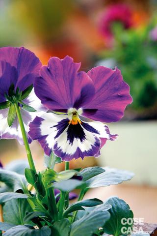 Viola ibrido di Wittrockiana ‘Purple and White’ Viola ibrido di Wittrockiana ‘Purple and White’