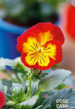 Viola 'Radiance Red' colore rosso con gola giallo limone Viola 'Radiance Red' colore rosso con gola giallo limone