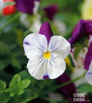 Viola 'Violet Wings' della serie Cool Waves, colore bianco e viola Viola 'Violet Wings' della serie Cool Waves, colore bianco e viola
