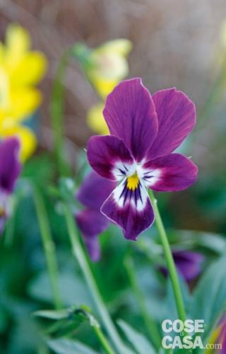 viola wild rabbit 'Violetta' viola wild rabbit 'Violetta'