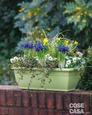 cassetta-narcisi-e-iris cassetta-narcisi-e-iris