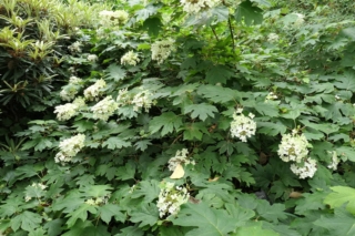 Hydrangea Quercifolia Hydrangea Quercifolia