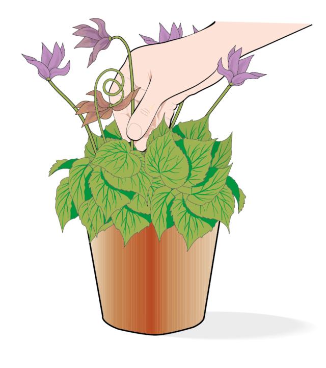 vaso di ciclamini: staccare i fiori appassiti vaso di ciclamini: staccare i fiori appassiti