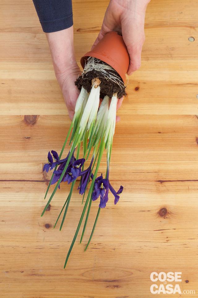 svasare iris svasare iris
