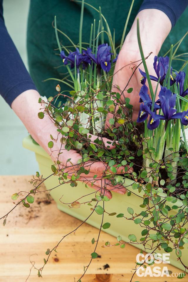 trapiantare Muehlenbeckia complexa trapiantare Muehlenbeckia complexa