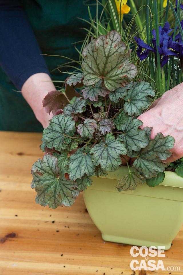 trapiantare heuchera trapiantare heuchera
